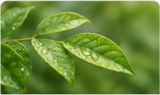 Natural Waste Clearance