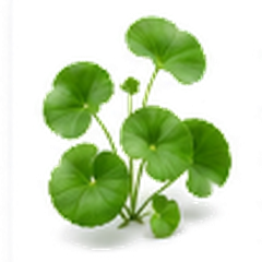 Gotu Kola and Synergistic Botanicals