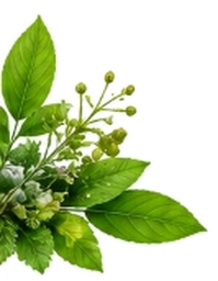Herbal Leaves